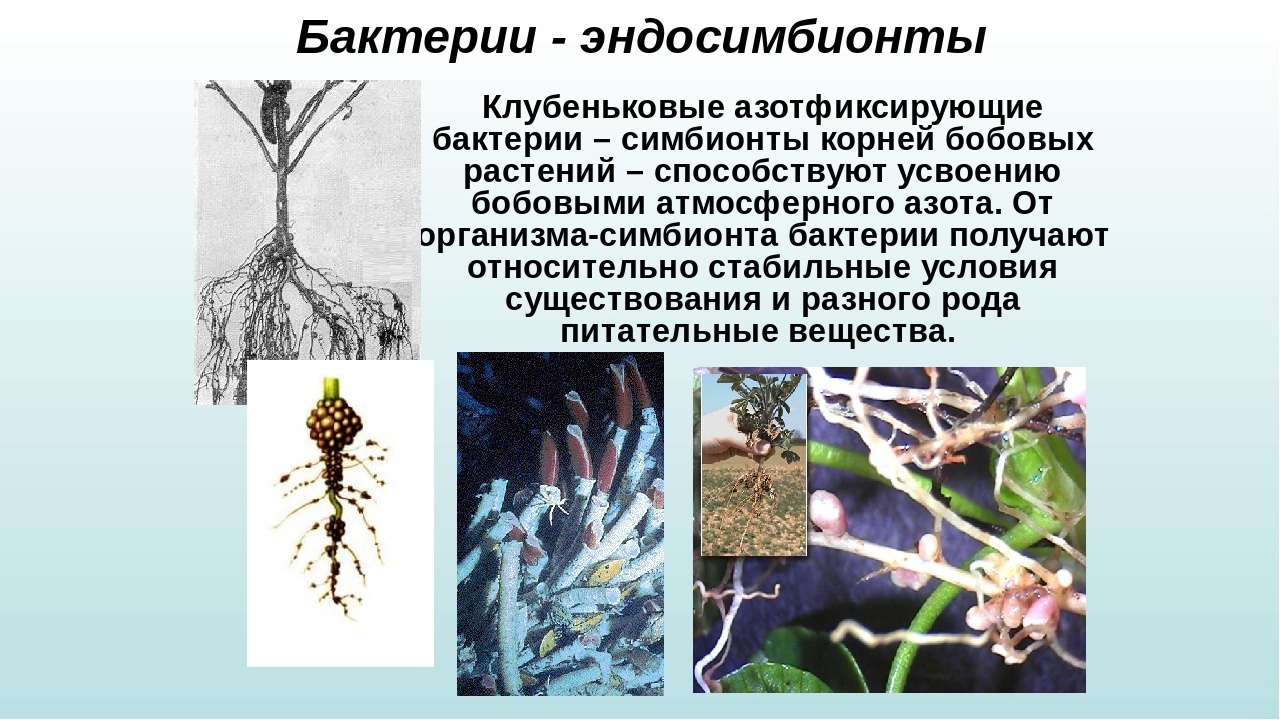 Клубеньковые симбиотические бактерии. Азотфиксирующие бактерии и бобовые. Клубеньковые бактерии 5 класс биология. Клубеньковые бактерии на корнях. Люцерна и клубеньковые бактерии.