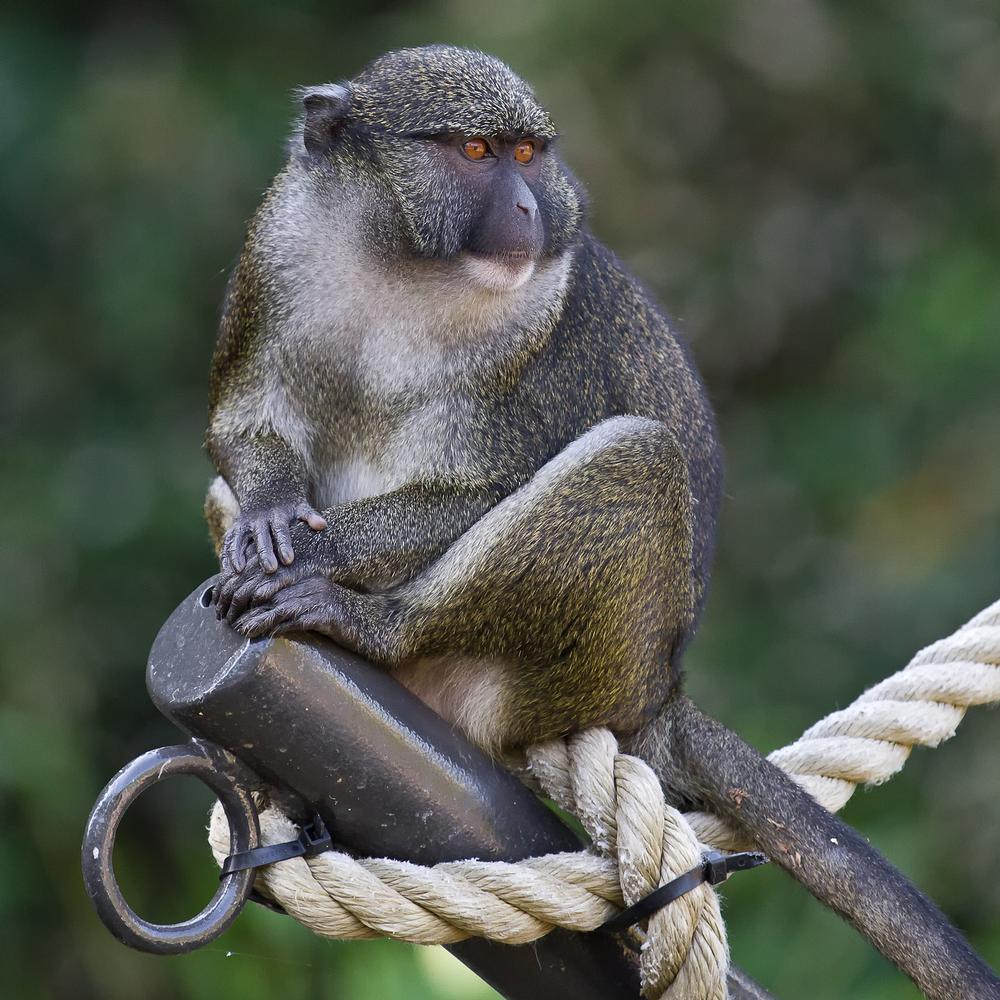 Allen's Swamp Monkey Photo by Bob Worthington — National Geographic ...