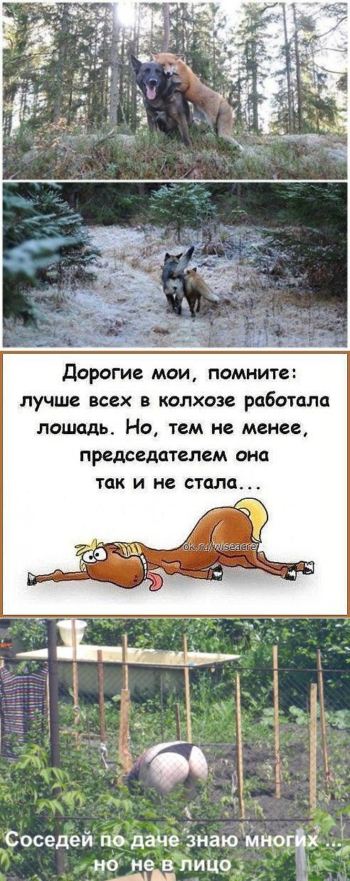 Лошадь пахала но председателем не. Лошадь работает. Лошадь председателем так и не стала. Лучше всех в колхозе работала. В колхозе больше всех работала лошадь.