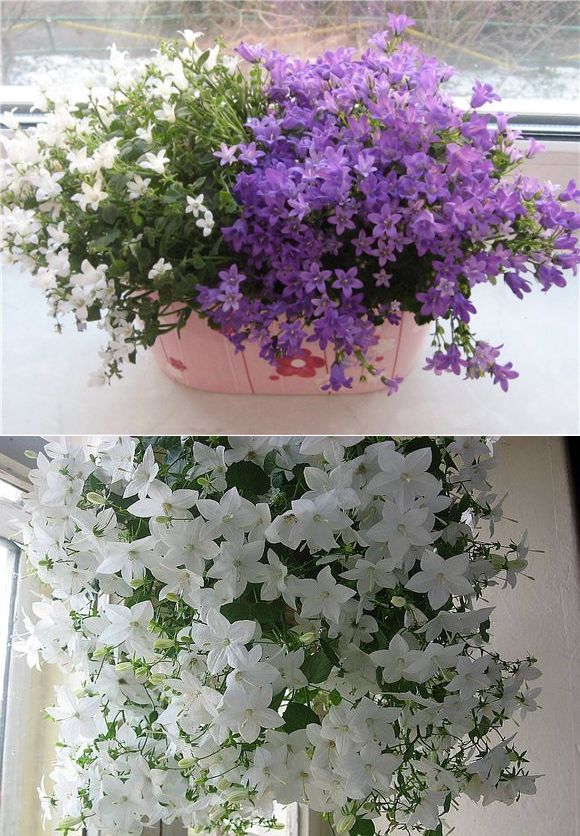 Цветок Невеста Комнатный Где Купить Семена