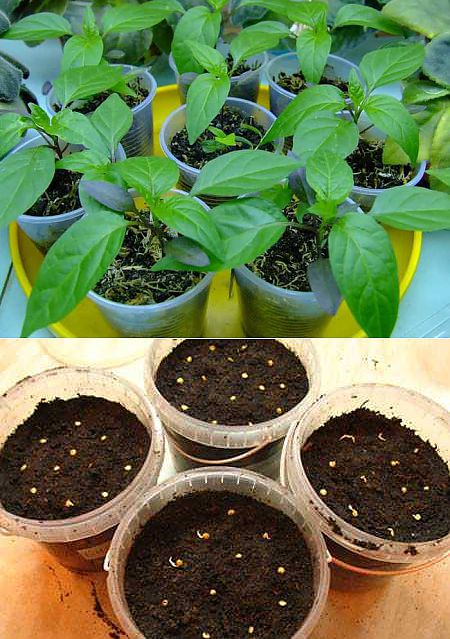 Рассада перца. Посев семян на рассаду. Сажать семена. Как правильно сажать рассаду перца. Болгарские перцы тепличные.