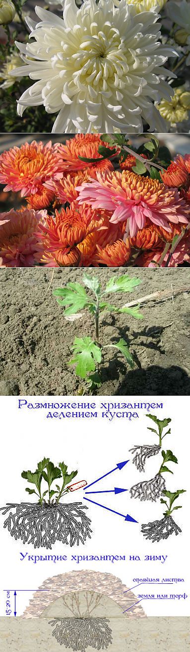 Посадка хризантем в горшки весной. Хризантема мультифлора обрезка. Хризантемы как сажать в открытый. Хризантема мультифлора размножение. Хризантемы в ноябре.