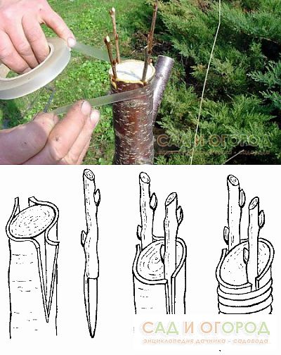прививка яблони весной в расщеп. привитый ствол дерева. рекомендации после вакцинации. прививка в расщеп плодовых деревьев. приспособление для ровного среза привоя.