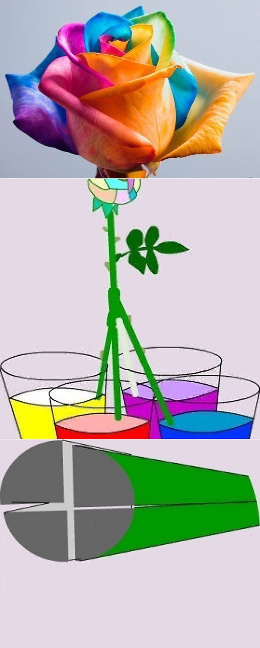 Как сделать цветную розу. Покрашенные цветы. Цветные розы крашеные. Радужная роза как сделать. Радужная роза как делают.