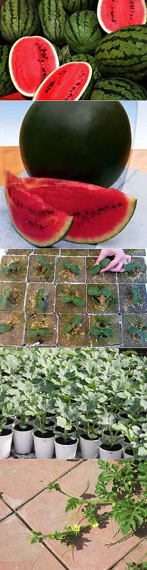 Посадка арбузов на рассаду. Когда садить арбузы и дыни на рассаду. Росток арбуза. Садим арбузы. Арбузы.