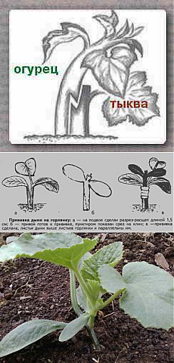 Как привить арбуз на тыкву схема