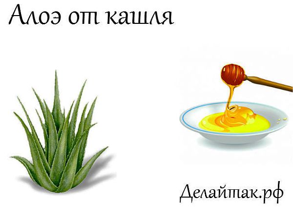 алоэ с медом от кашля. алоэ с медом от кашля. алоэ от кашля. алоэ от кашля как приготовить. медом.