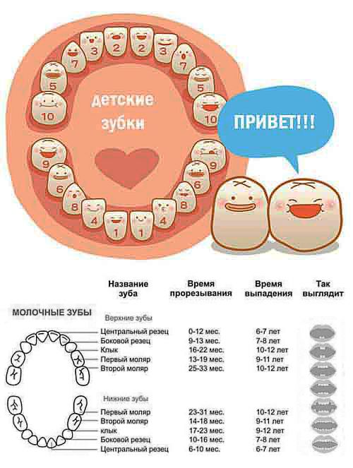 Какой первый зуб выпадает у ребенка