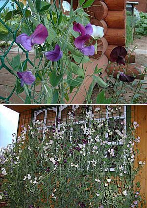 Душистый горошек выращивание в открытом грунте. Вьюн горошек. Вьюнок душистый горошек. Душистый горошек однолетний. Душистый горошек однолетний.