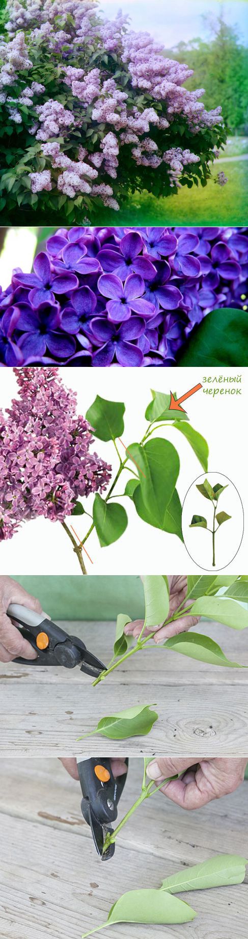 Укорененные черенки сирени. Как размножить сирень. Зеленое черенкование сирени. Черенкование сирени весной. Как размножить сирень.